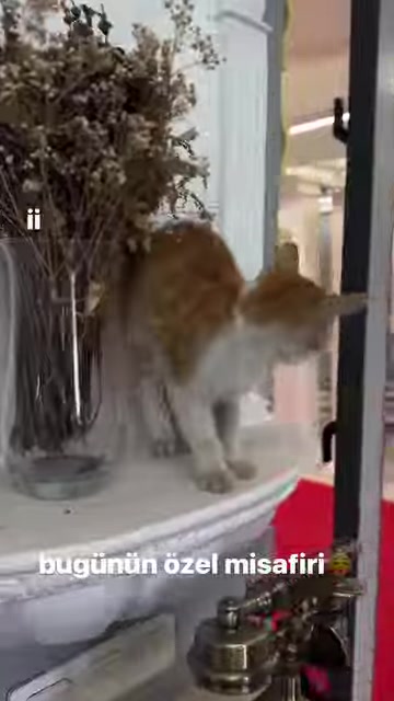 A cat on the base of a decorative column examines the showroom products