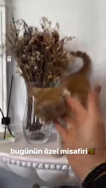 A cat stands between dried flowers in a vase and an ornamental column