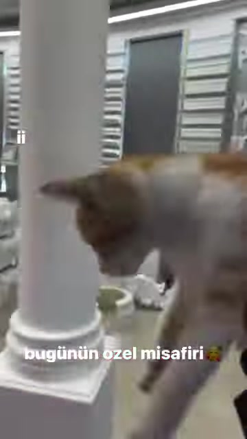 A cat stands in front of a column displayed against a gray wall with moulding samples