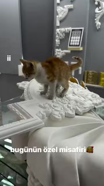 A cat stands on decorative pieces adorned with various embossed motifs