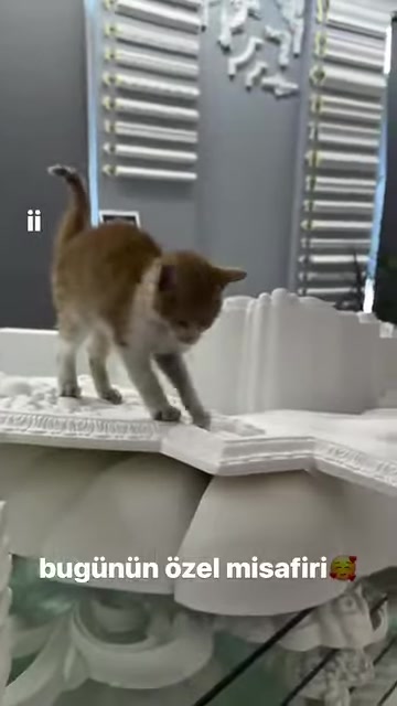 A cat examines a decorative arched piece with ornamental edges