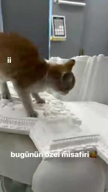 A cat is seen up close walking over embossed floral motifs