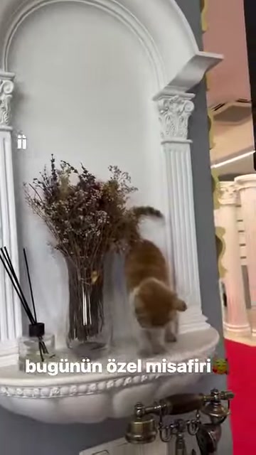 A cat stands next to a classic column header with dried flowers visible