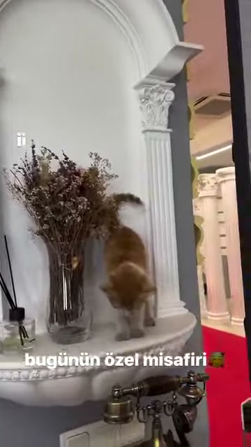 An orange and white cat sniffs the surroundings at the base of a fluted white column