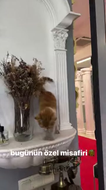A small cat stands looking downward in front of an ornamental column in the showroom