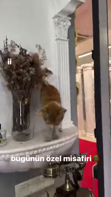 A cat stands between a dried flower vase and a classic column