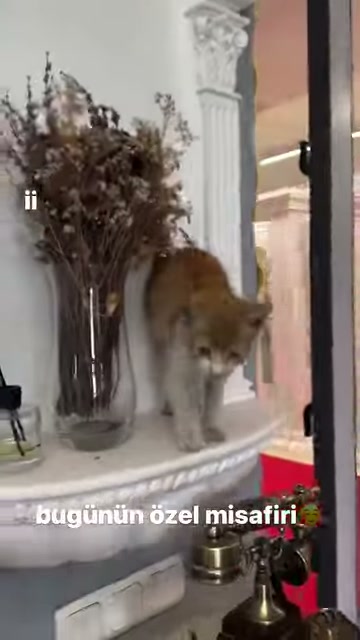 An orange cat advances forward at the base of a decorative column
