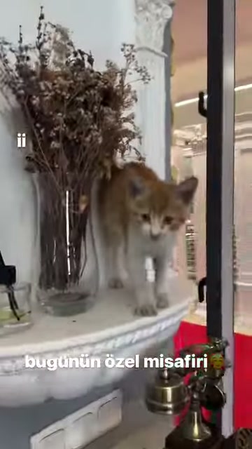 A small cat looks toward the camera in front of a classic header column