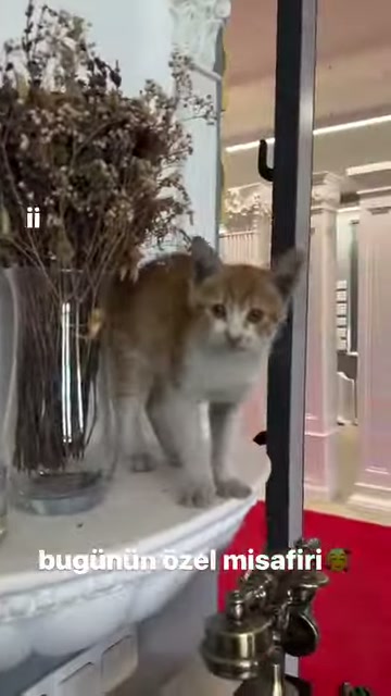 A cat watches the surroundings attentively next to a white decorative column