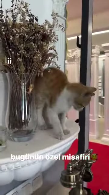 A cat looks downward at the corner of the column base