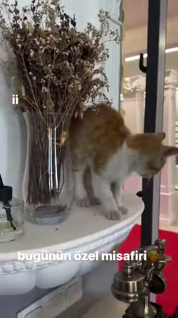A cat bows its head between a vase and a fluted column
