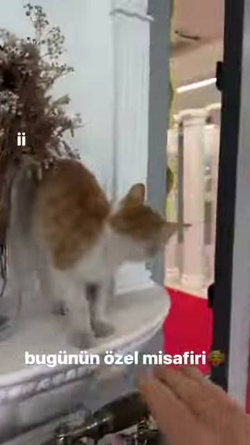A cat on an ornamental white base stretches toward an approaching hand