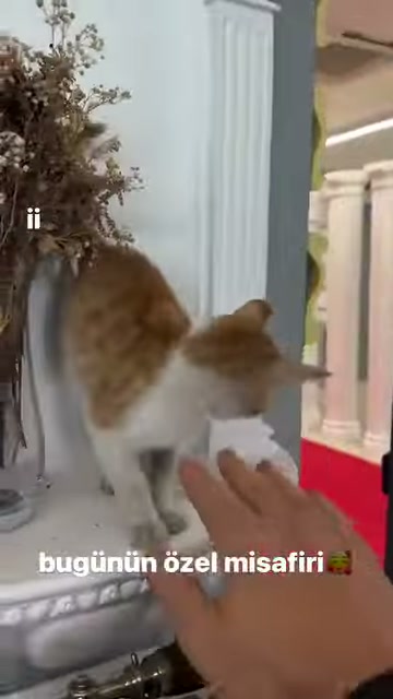 A hand reaches to pet a cat at the base of a classic column