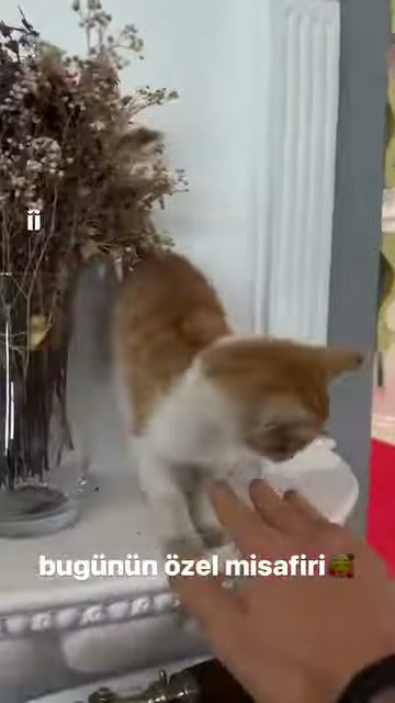 An orange and white cat sniffs an extended hand in front of a decorative column