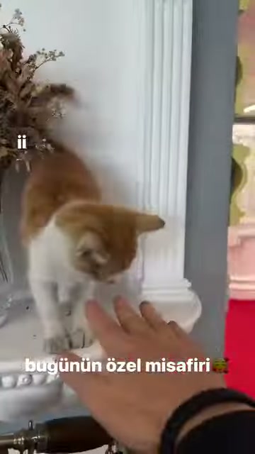 A cat makes contact with a human hand at the base of a fluted column