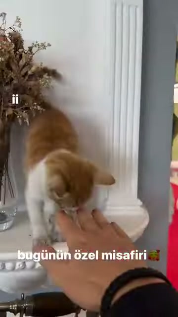 A cat in the showroom examines an extended hand from the column base