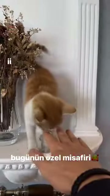 A cat in front of dried flowers leans toward an open hand