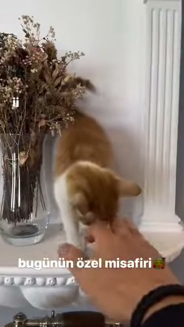 A cat at the base of a decorative column sniffs a person's fingers