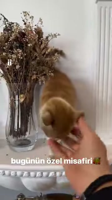 A cat approaches an extended palm in front of a white column