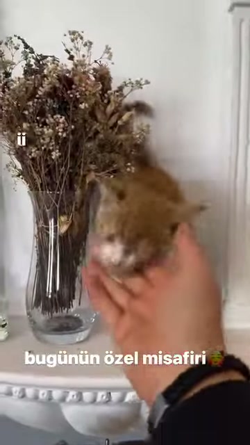 A human hand reaches toward a cat's chin next to a vase